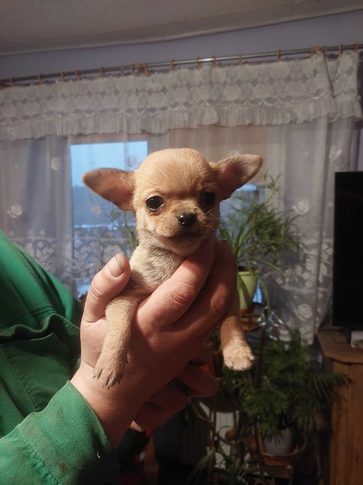 Chihuahua Pieski 2 miesiące