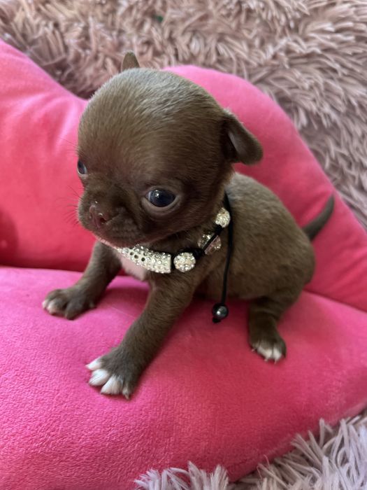 Suczka chihuaha miniaturka