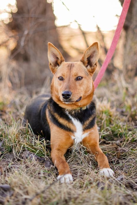 Собака шукає сімʼю в добрі руки