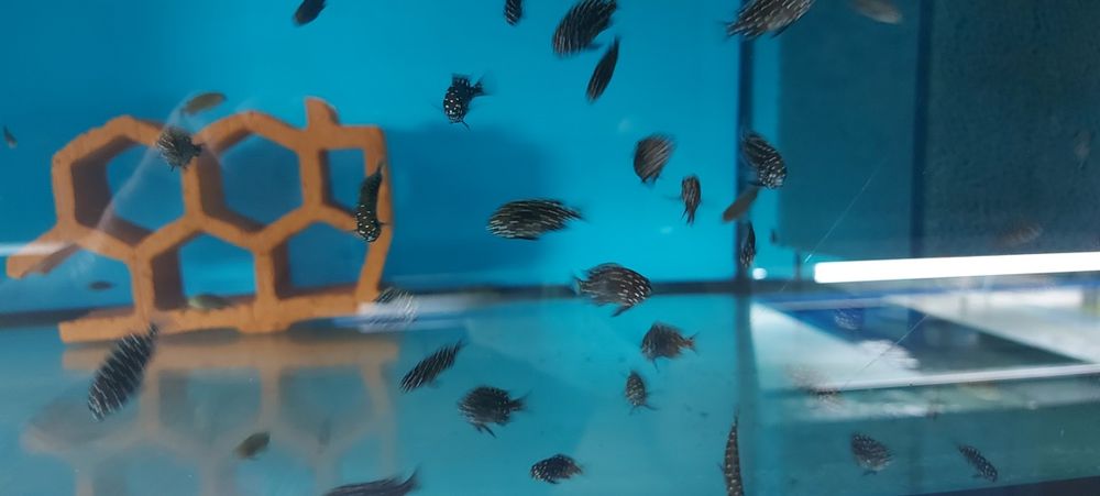 Tropheus Duboisi Maswa Malawi Tanganika