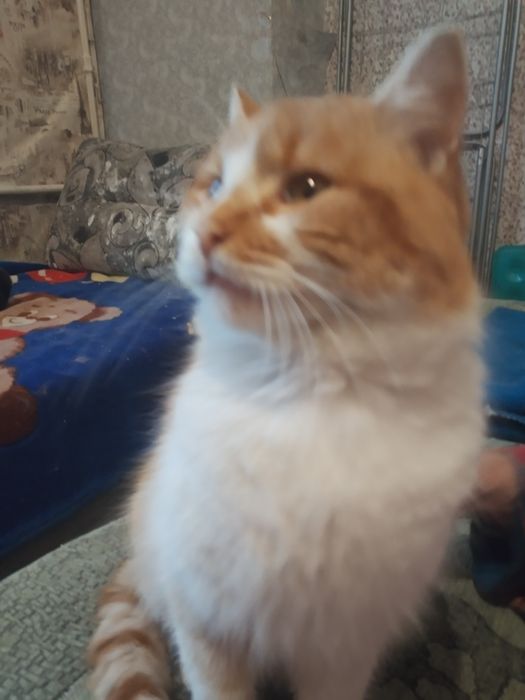 Коти  ніжні ,добрі,лагідні