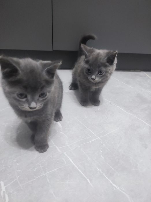 продать котиків шот