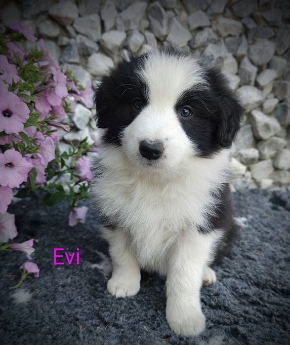 Border collie śliczna suczka, przebadani rodzice