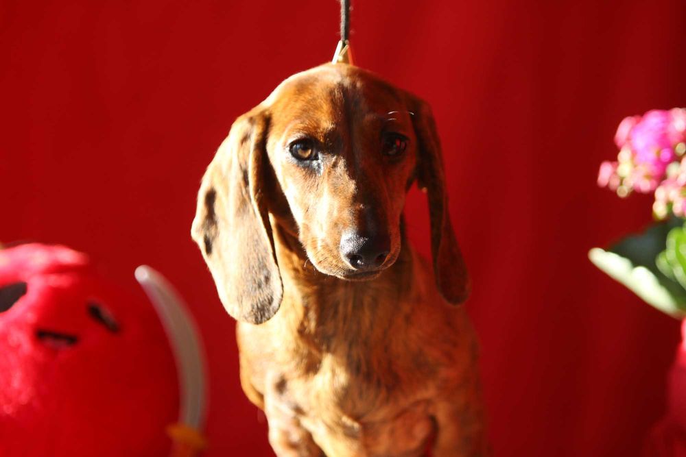 Jamnik króliczy krótkowłosy ZKwP/FCI cudny ALFIŚ