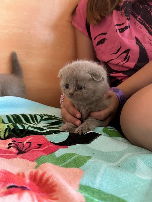 Британские котята