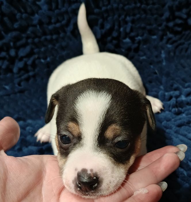 Джек Рассел малюки