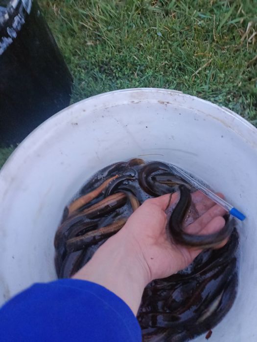 Вюн, мальок, зарибок