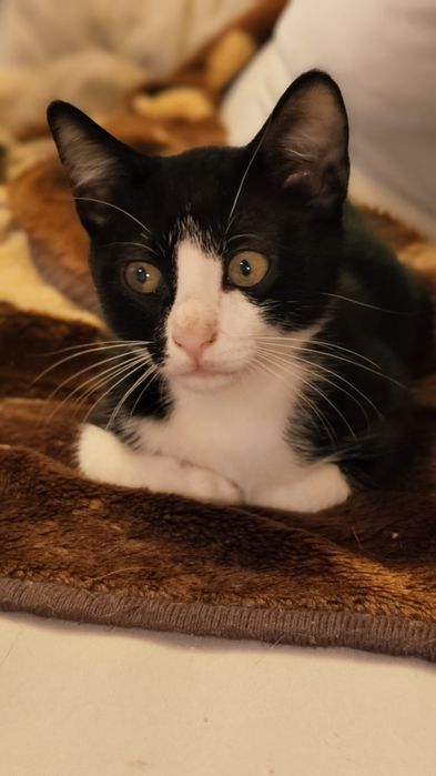 Gatinho para adoção