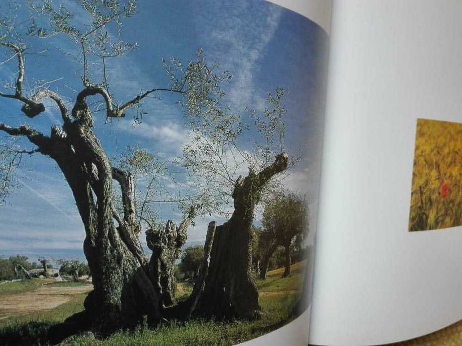 Livro Monsaraz e o seu reguengo | and its royal estate de Rui Cunha