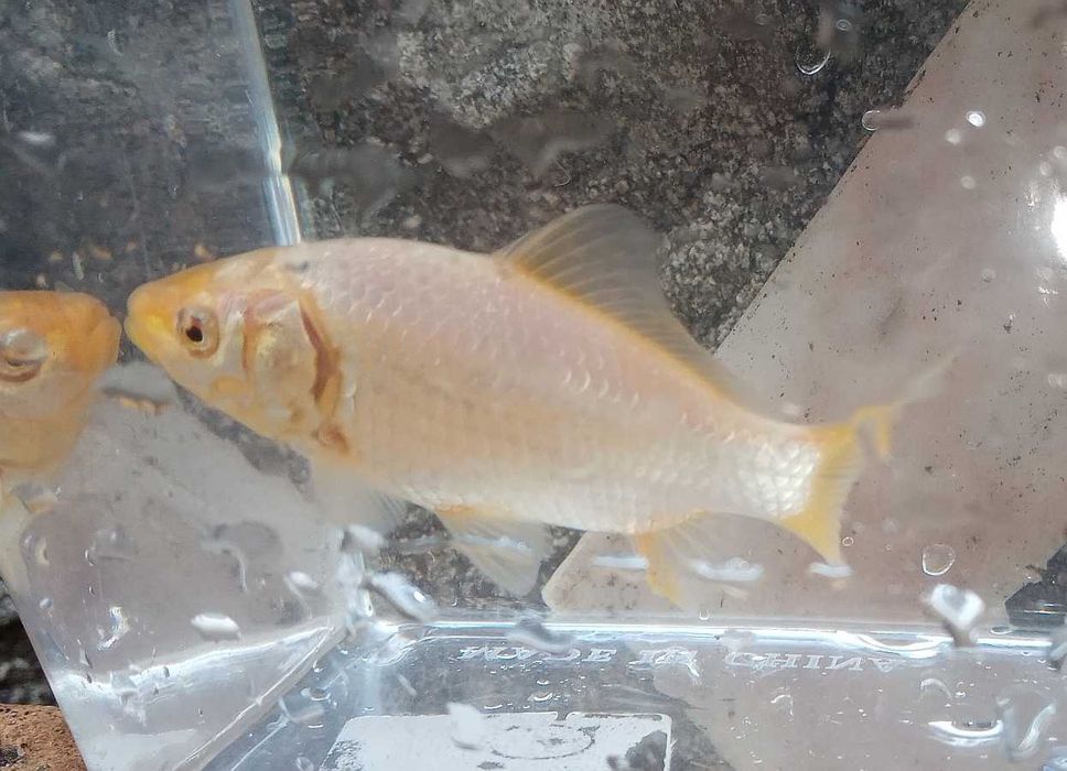 Peixinho Dourado 9cm Brancos, Dourados, Dourado/Preto