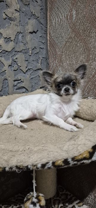 Дівчинка чихуахуа