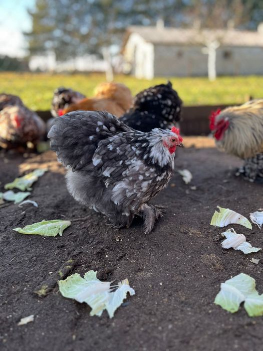 Jajka kohin miniaturowy