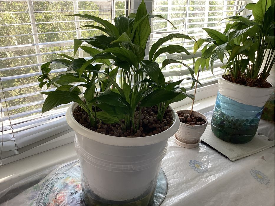 Вазон называется Женское счастье.