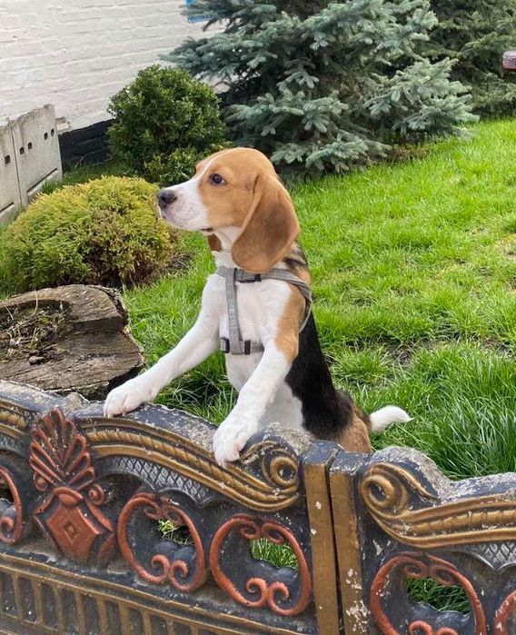 Продам собаку Бігль