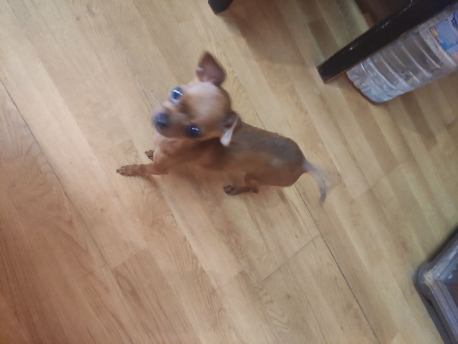 Pinscher miniatura fêmea
