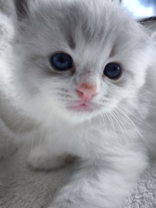 Kocurek Ragdoll z rodowodem do rezerwacji