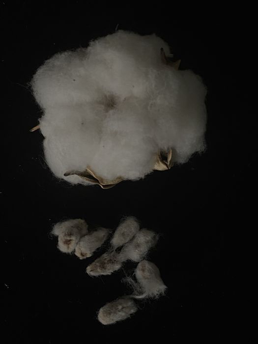 Насіння бавовни