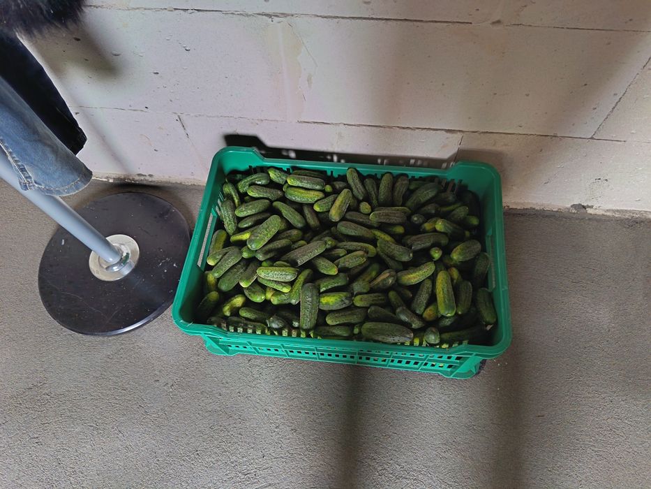 Ogórki gruntowe świeże codziennie zbierane