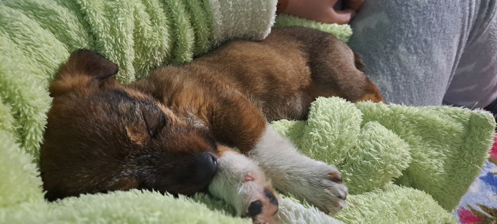 Песики шукають люблячю родину