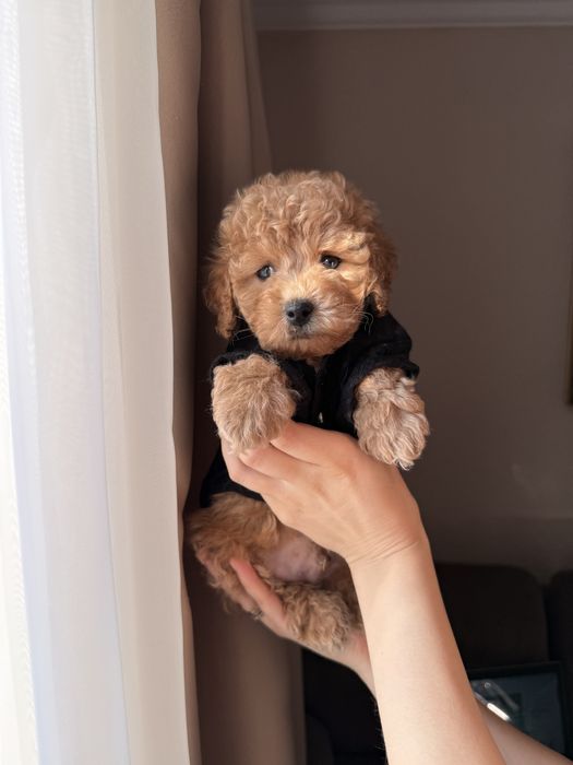 Карамельний малюк з якісною шубкою