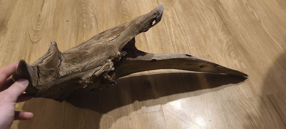 Korzeń dębowy do akwarium