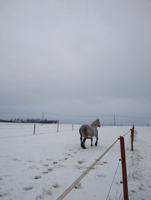Klacz zimnokrwista Perszeron