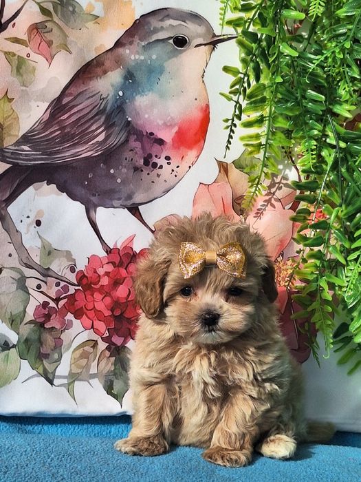 Maltipoo mini mini piesek z certyfikatem