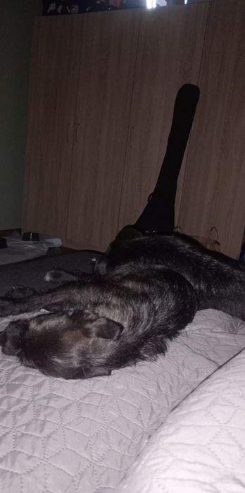 Ali suczka z interwencji do adopcji