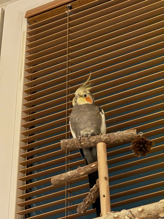 Sprzedam nimfę (korellę) – samiec, 2 lata