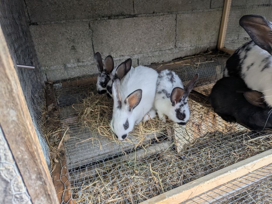 Conejos en venta