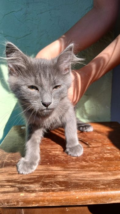 Віддам котика в хороші руки