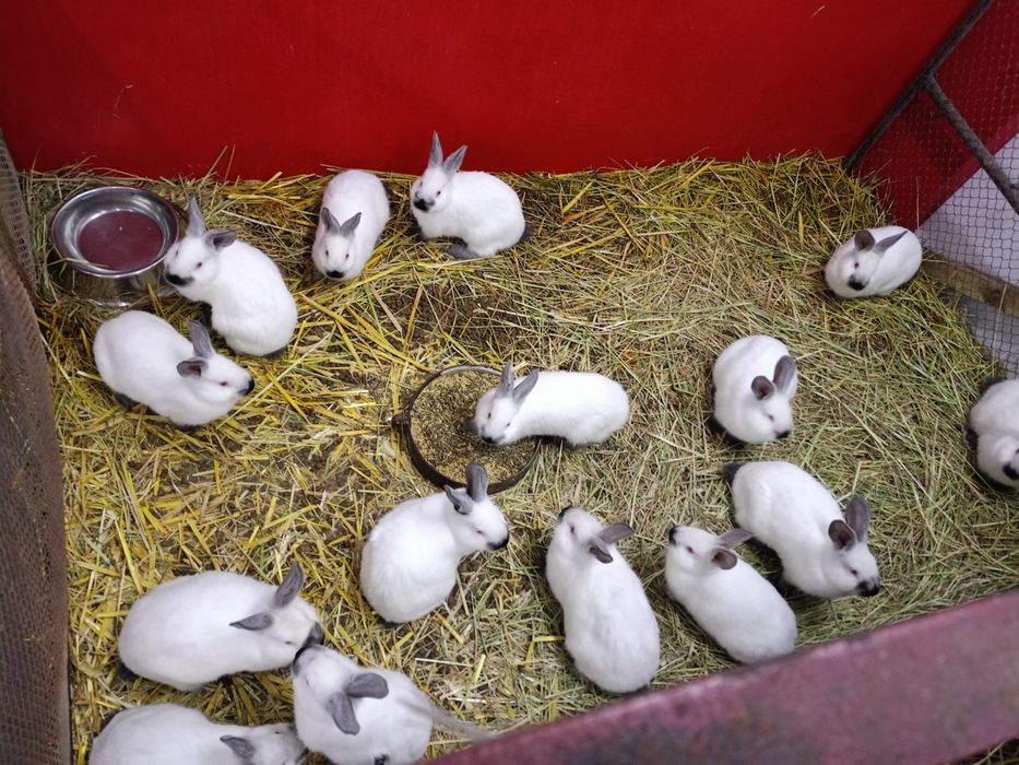 Króliki kalifornijskie