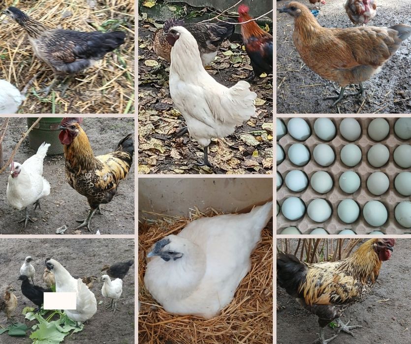 Інкубаційне яйце  Люйкеданьцзи.