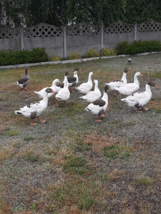 Gęś Pomorska sprzedam