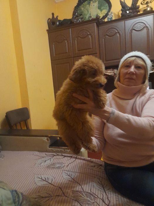 Той пудєль хлопчік