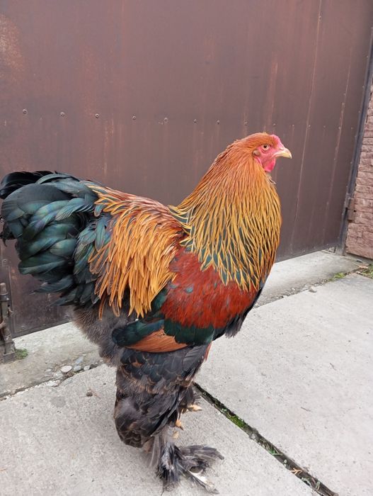 Молодий півень куріпчатої брами