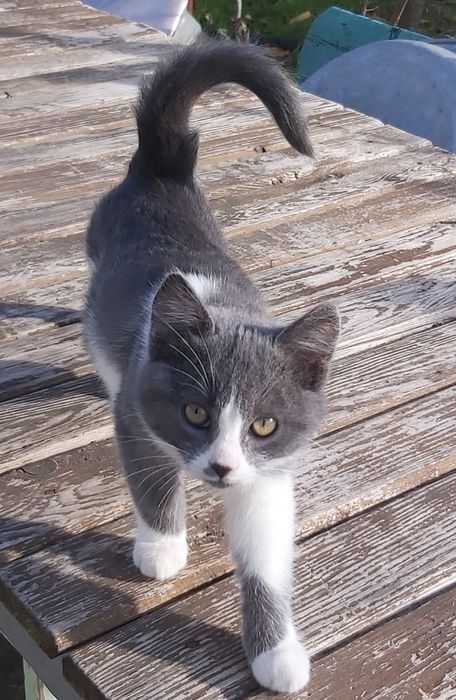 Котята отдам в добрые рукии