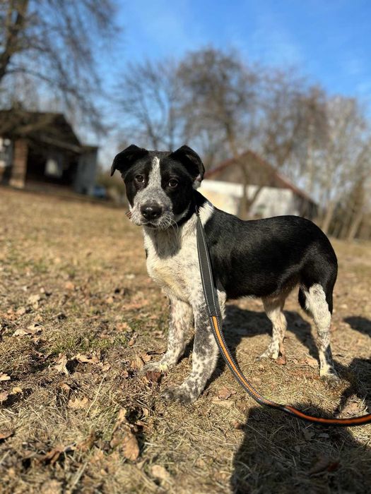 kundelek Dżemik, ale o urodzie Border Collie i Dalmatyńczyka szuka swojego domu