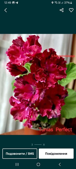 Королівська пеларгонія. Пеларгонія Розалінда.