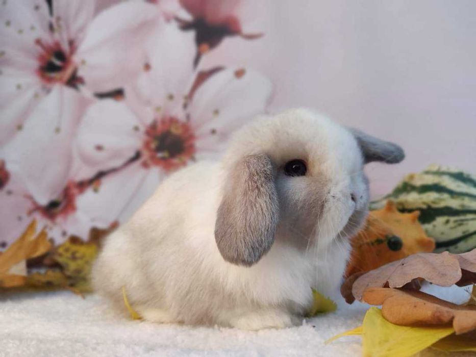 Króliczki Mini Lop. Urocze maluszki do rezerwacji.