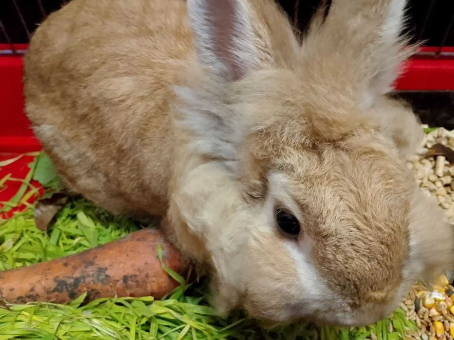Продам декоративного кролика