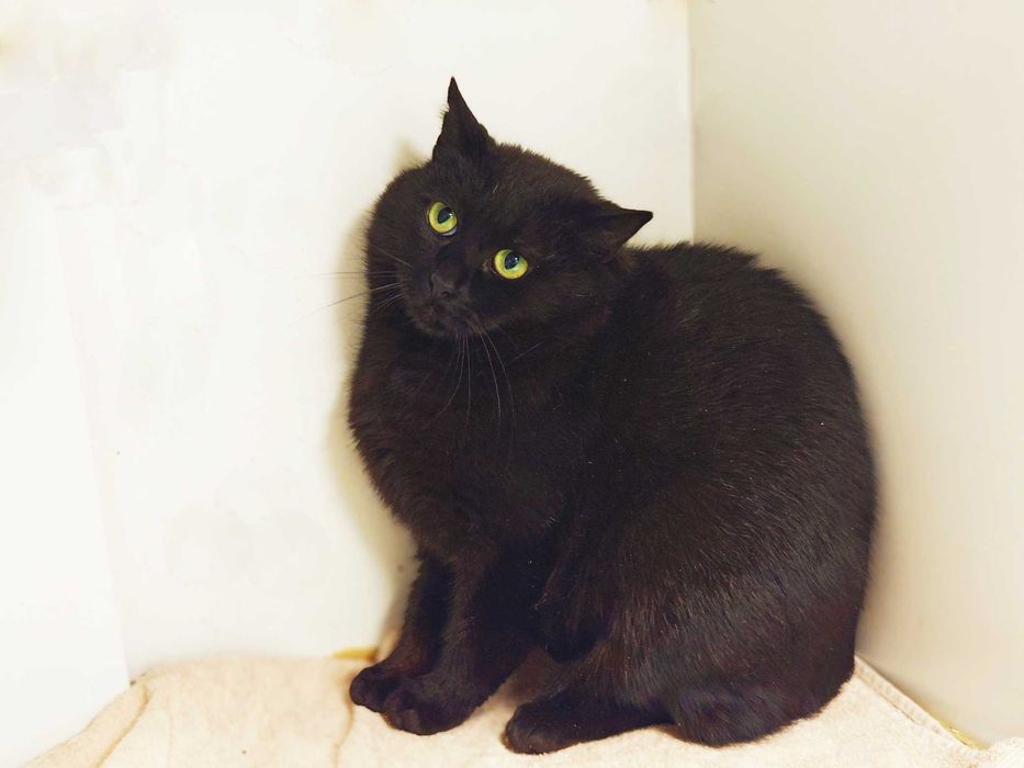 Чорна перлинка, тендітна котодівчинка Меліс, кішка 1 рік
