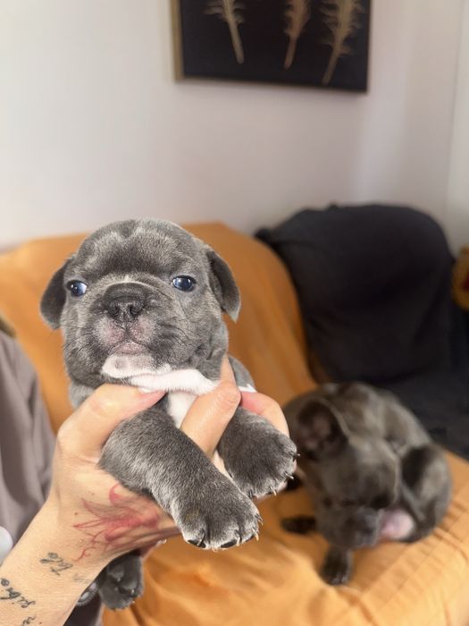 Buldogue Francês macho