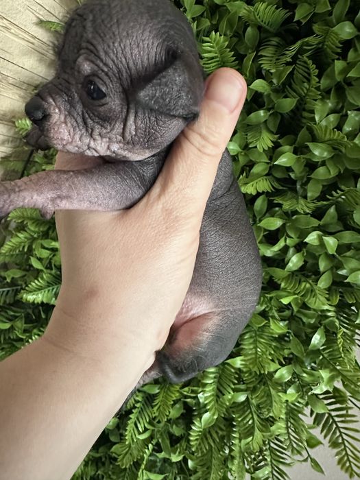 Ксоло мини  , мексиканская голая собака  мини. Ксолоитцкуинтли .