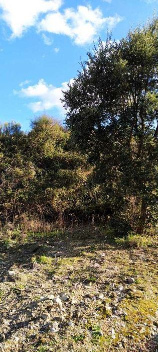 Terrenos agricolas DouroBragança- Torre Moncorvo- Açoreira Desde 1950E