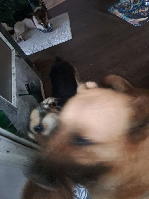 Słodka młodą sunia. Ma miesiąc abh znaleźć domek