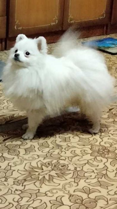 Вязка шпиц померанский