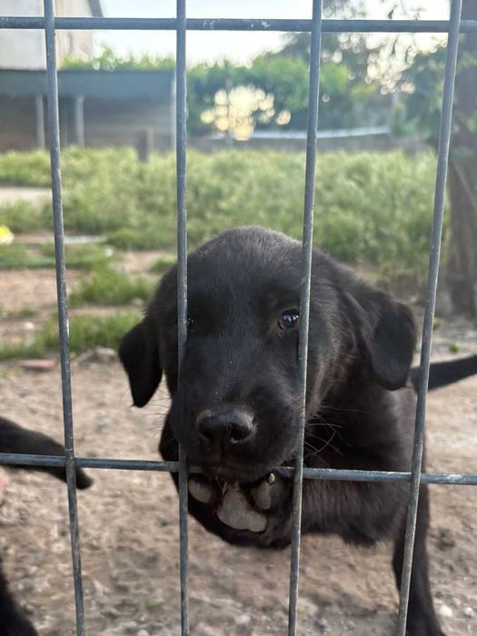 Dou cães bebés cruzados