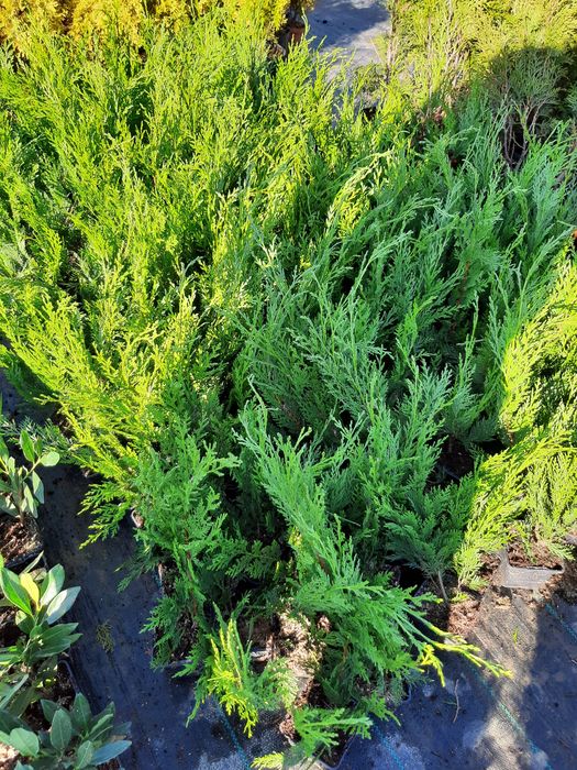 Cyprysowiec Leylanda, Cupressocyparis leylandii