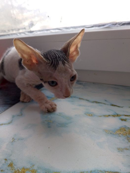 Канадський сфінкс